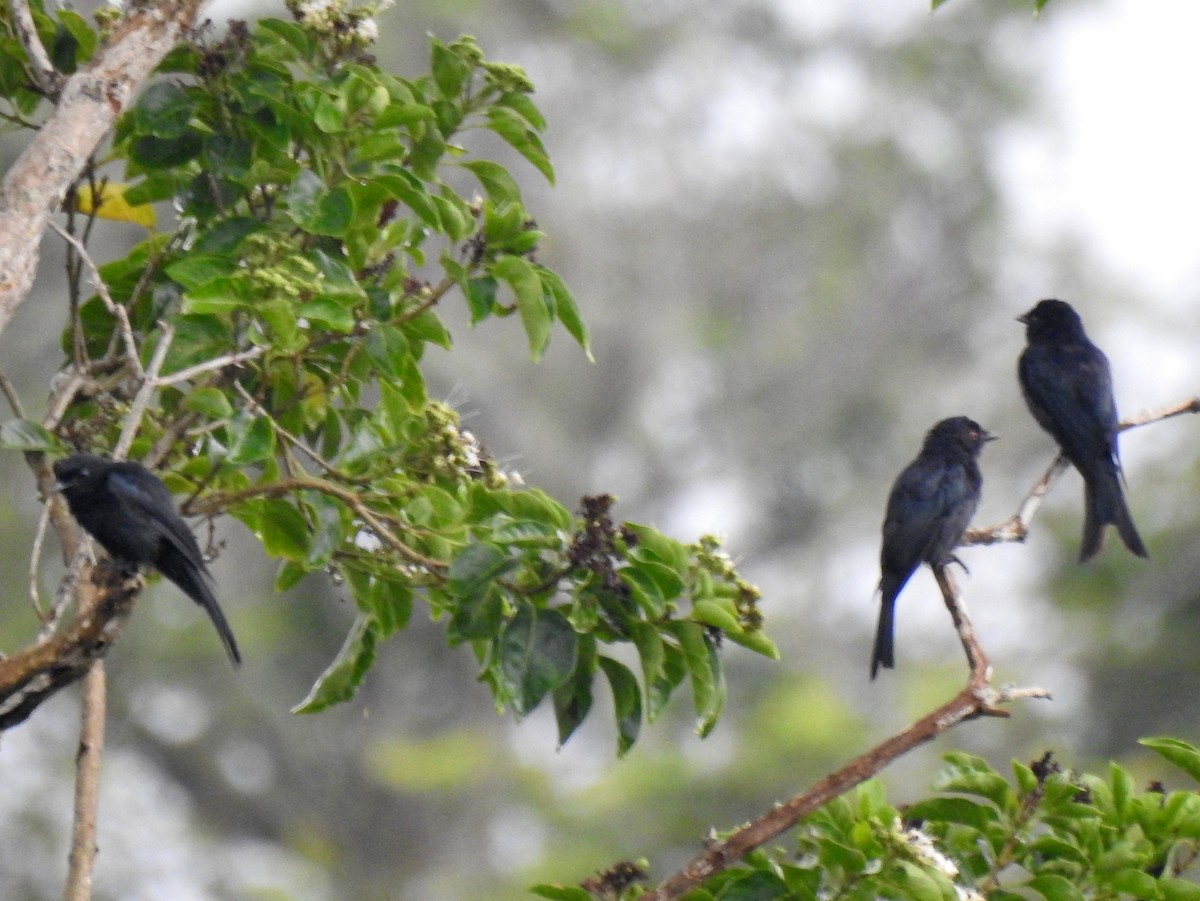 Fork-tailed Drongo - ML144311971