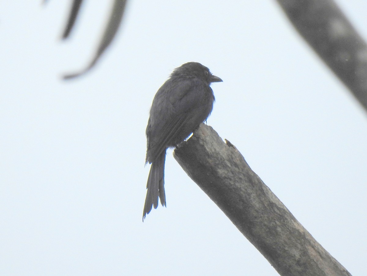 Square-tailed Drongo - ML144315621