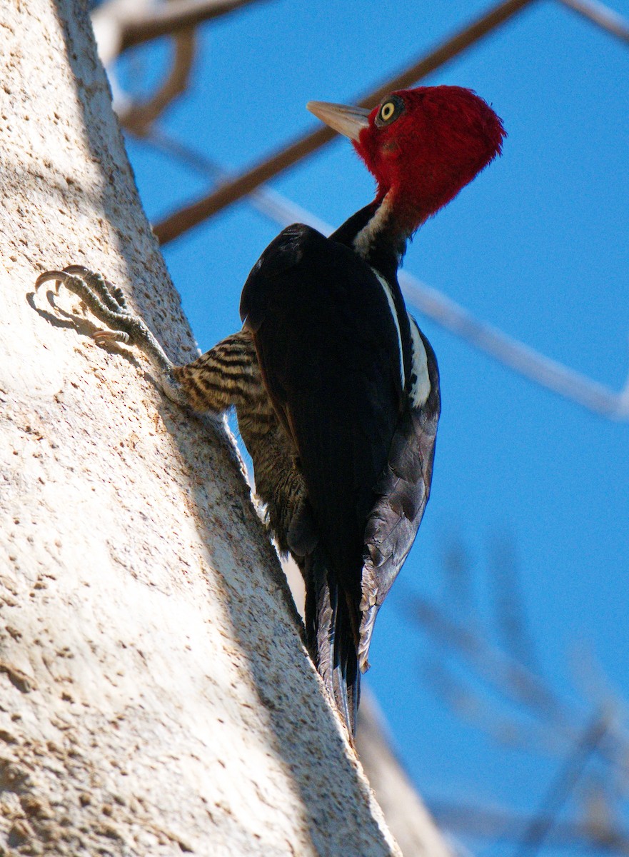 Pale-billed Woodpecker - BobMoose Moore