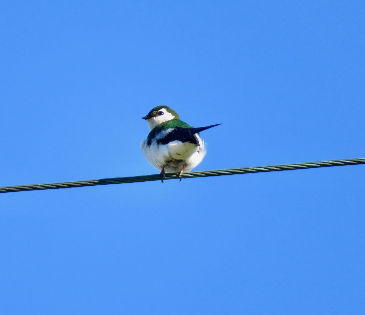 Violet-green Swallow - Robin Winning