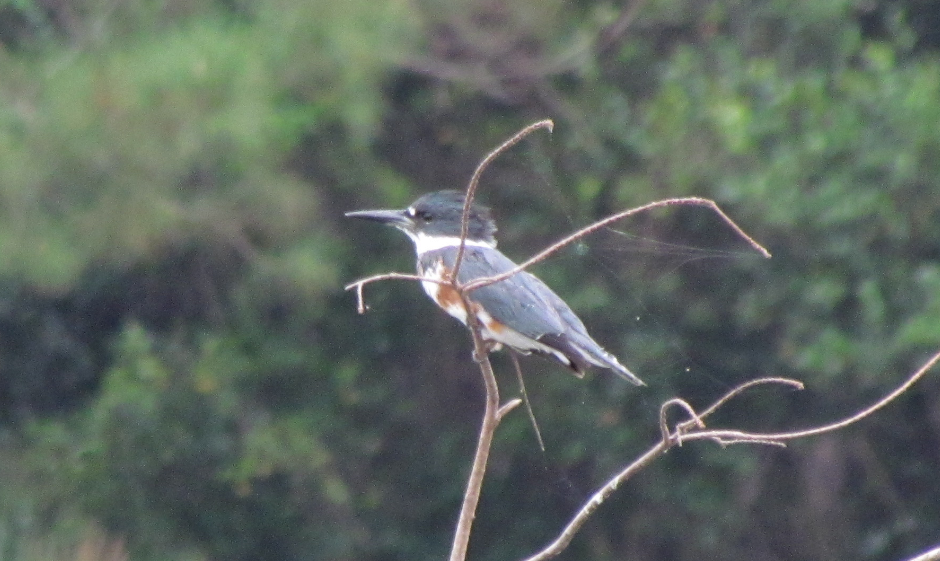 Belted Kingfisher - ML144320261