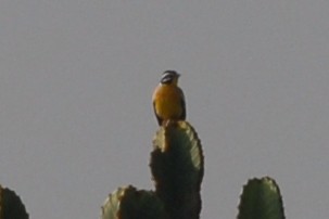 Golden-breasted Bunting - ML144320461