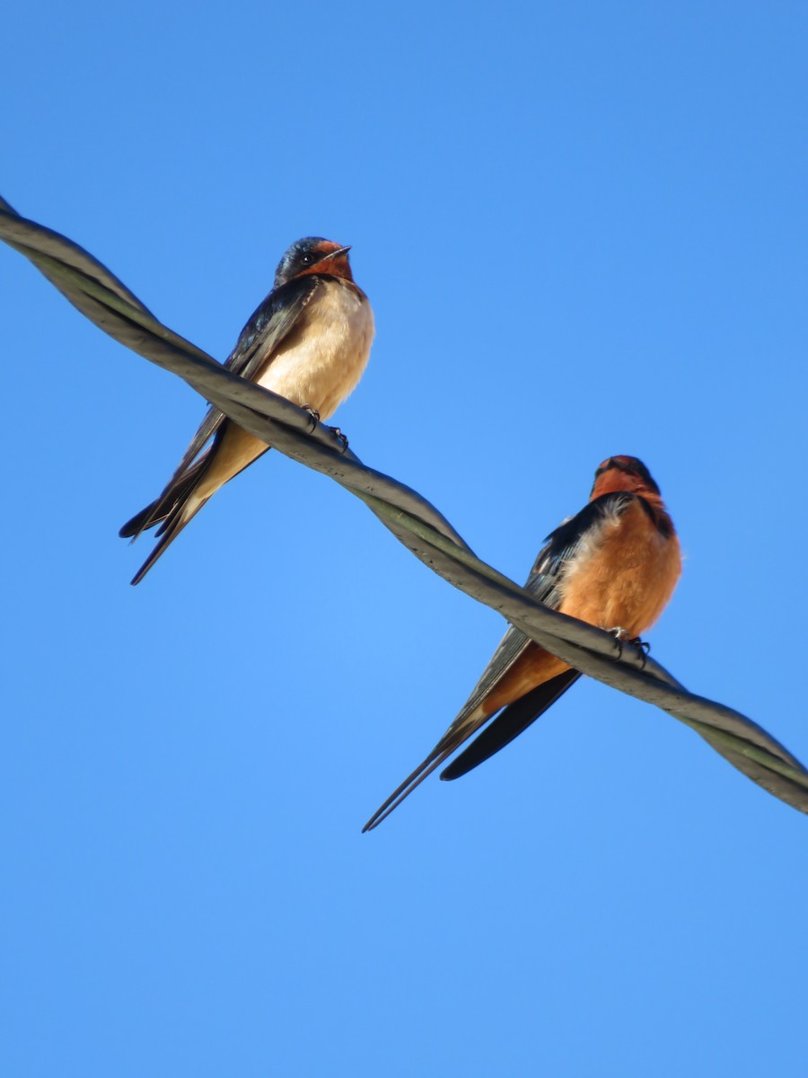 Barn Swallow - Robin Winning