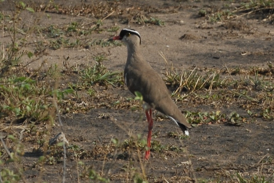Crowned Lapwing - ML144321381