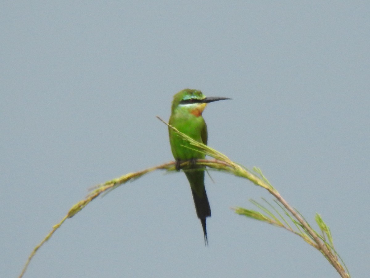 Blue-cheeked Bee-eater - ML144323771