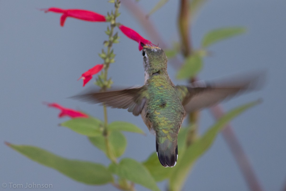 Calliope Hummingbird - Tom Johnson