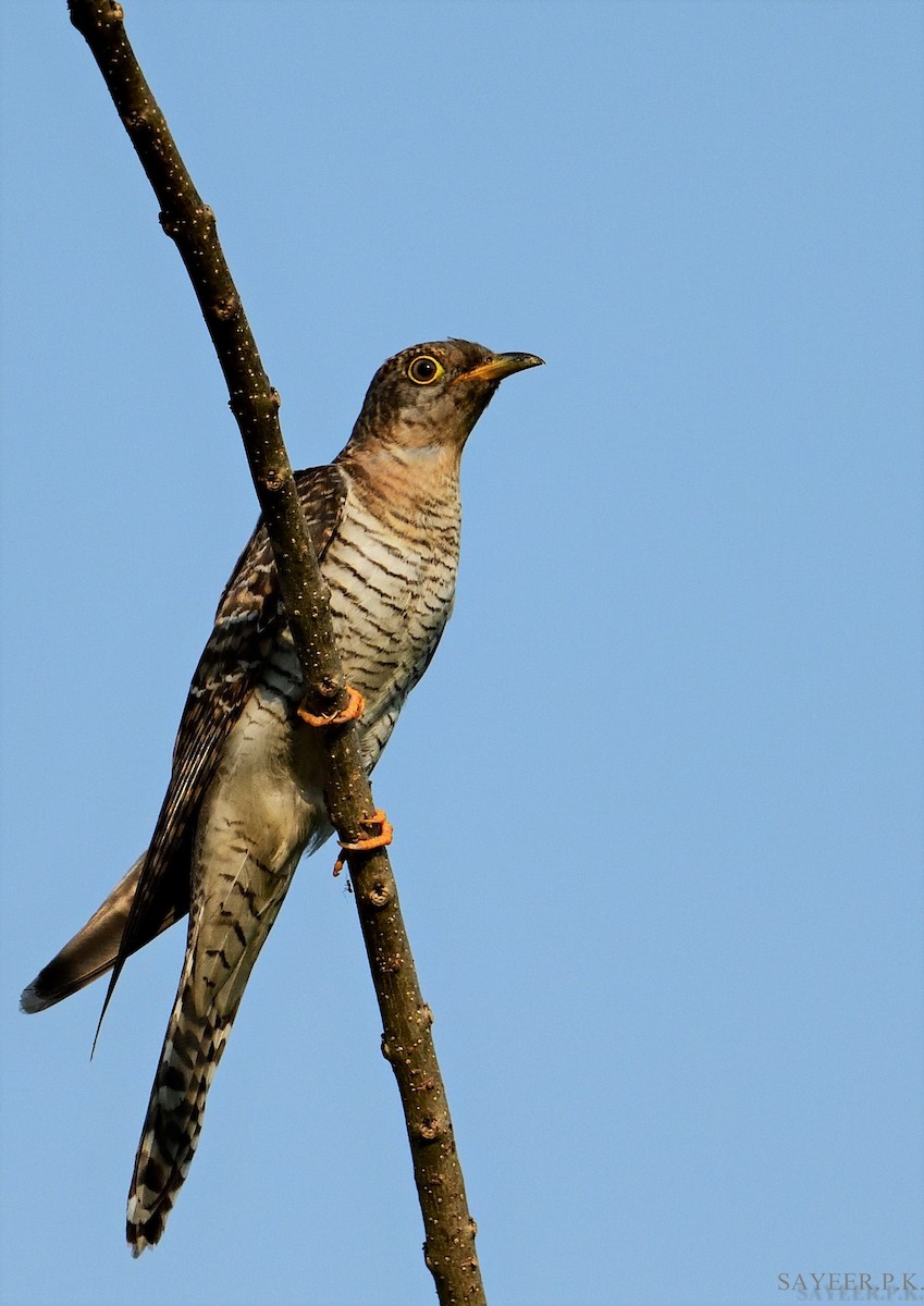 Common Cuckoo - Mohammed Sayeer
