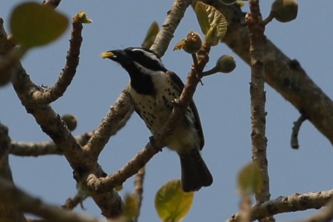 Spot-flanked Barbet - Cathy Pasterczyk