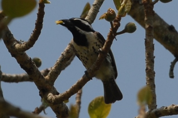 Spot-flanked Barbet - Cathy Pasterczyk