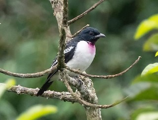  - Purple-throated Cotinga