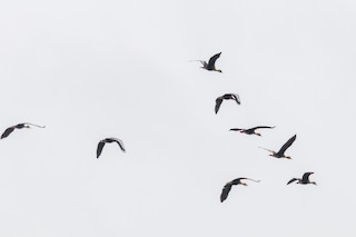Black-bellied Whistling-Duck, ML144327181