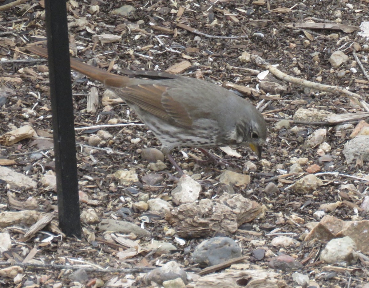 Fox Sparrow (Slate-colored) - ML144328101