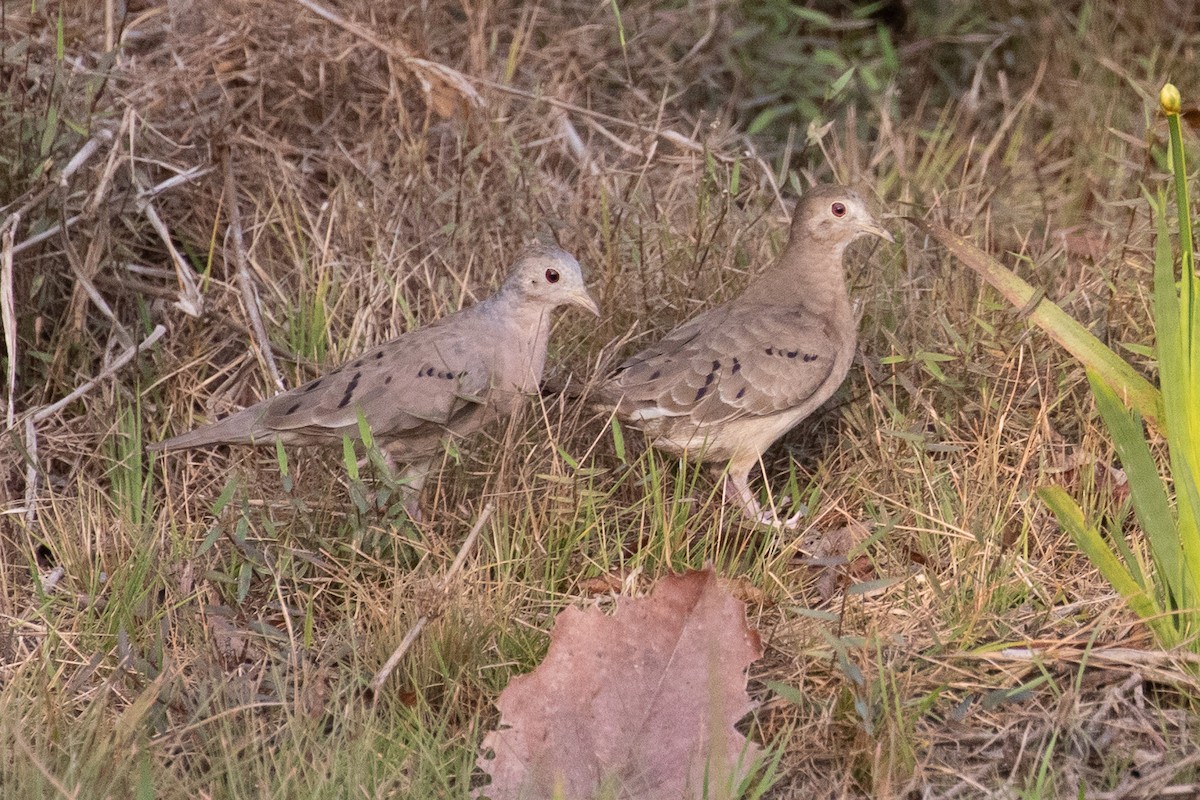 Plain-breasted Ground Dove - ML144328511