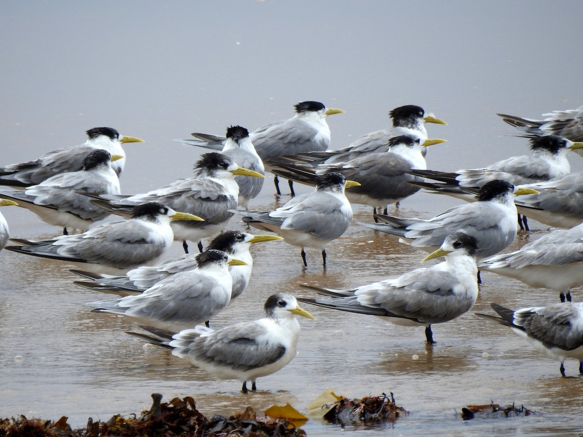 Great Crested Tern - ML144328961