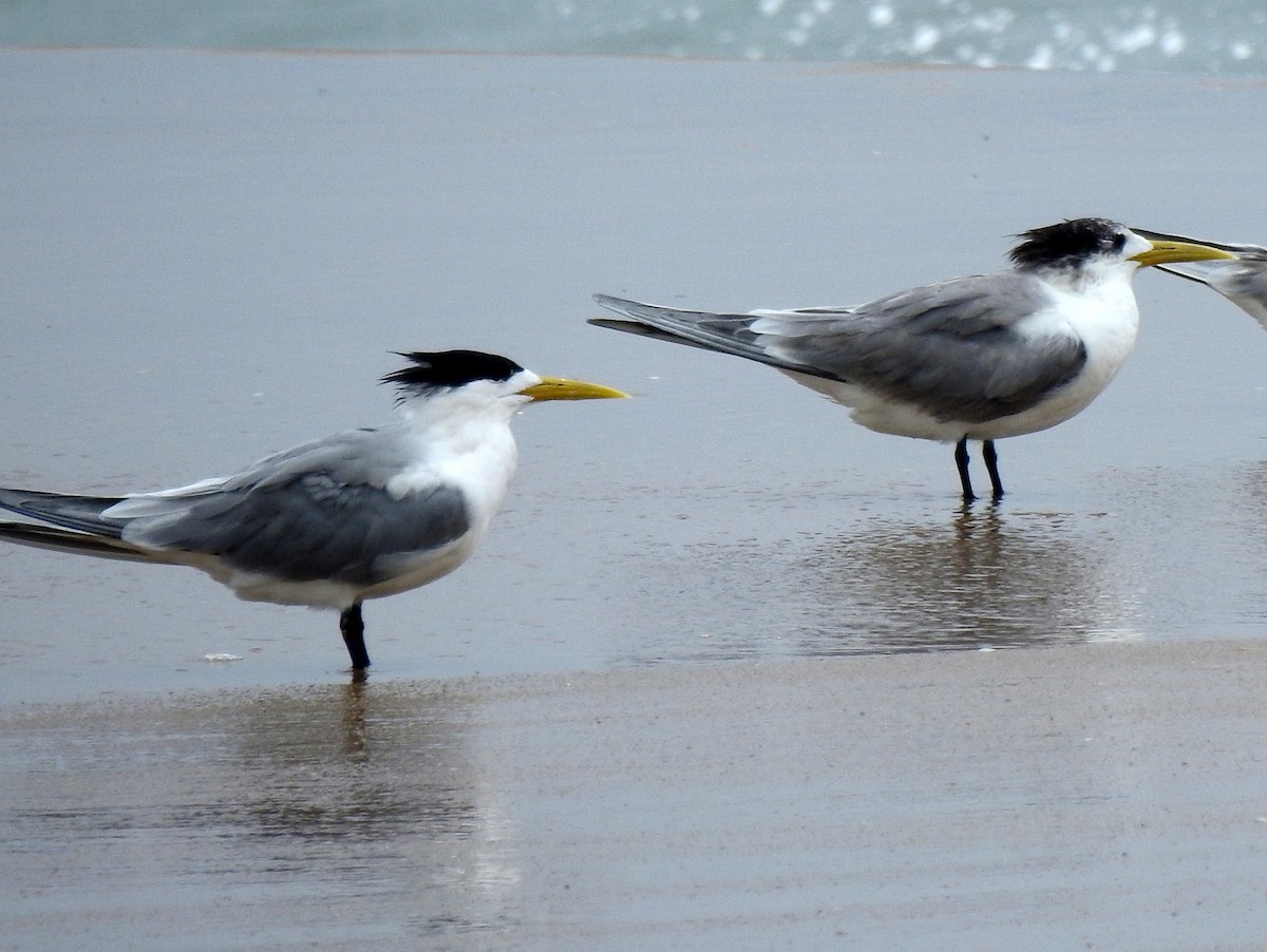 Great Crested Tern - ML144329341