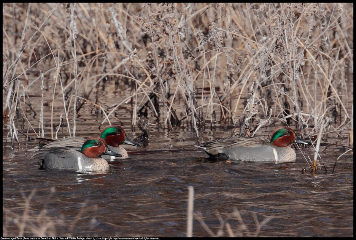 Green-winged Teal - ML144329581