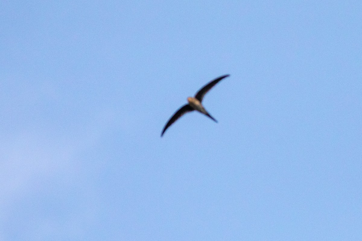 Fork-tailed Palm Swift - ML144330061