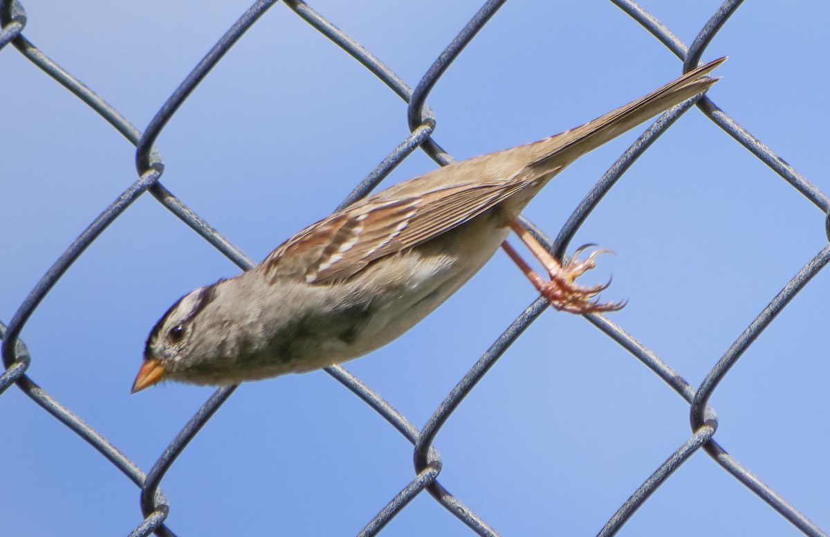 White-crowned Sparrow - ML144333541