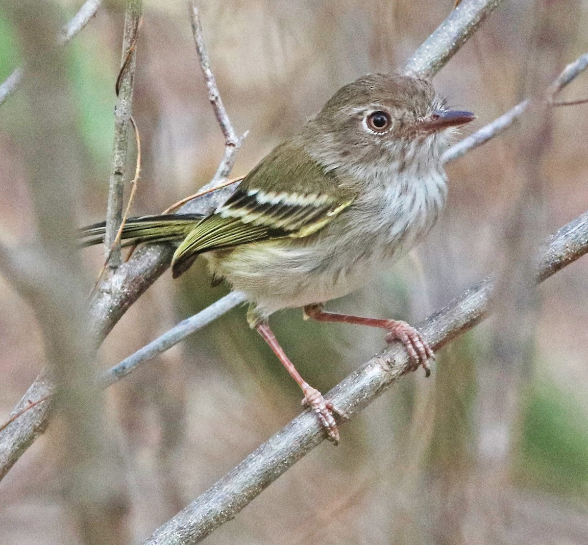 Pearly-vented Tody-Tyrant - ML144338201