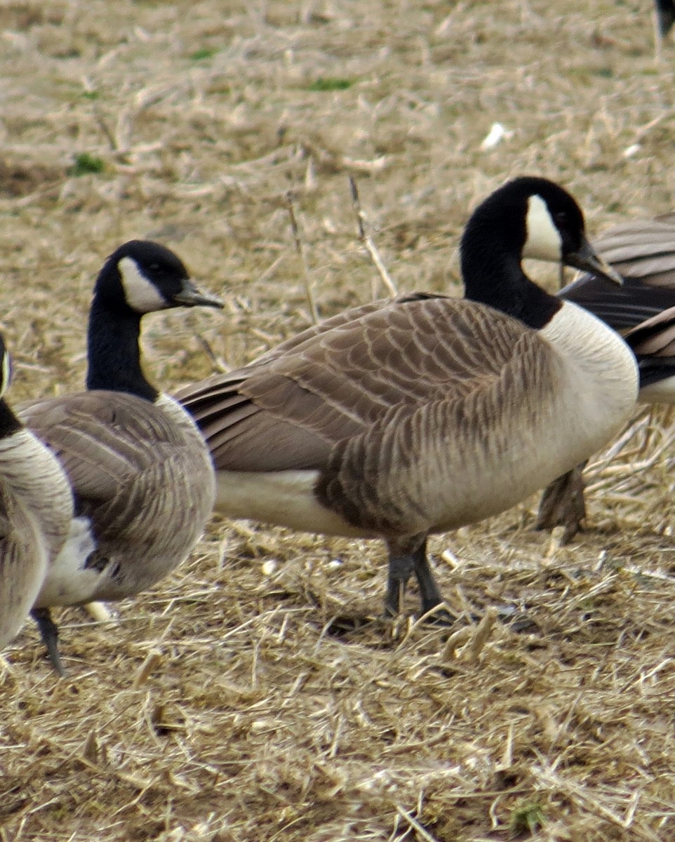Cackling Goose (Richardson's) - ML144338471