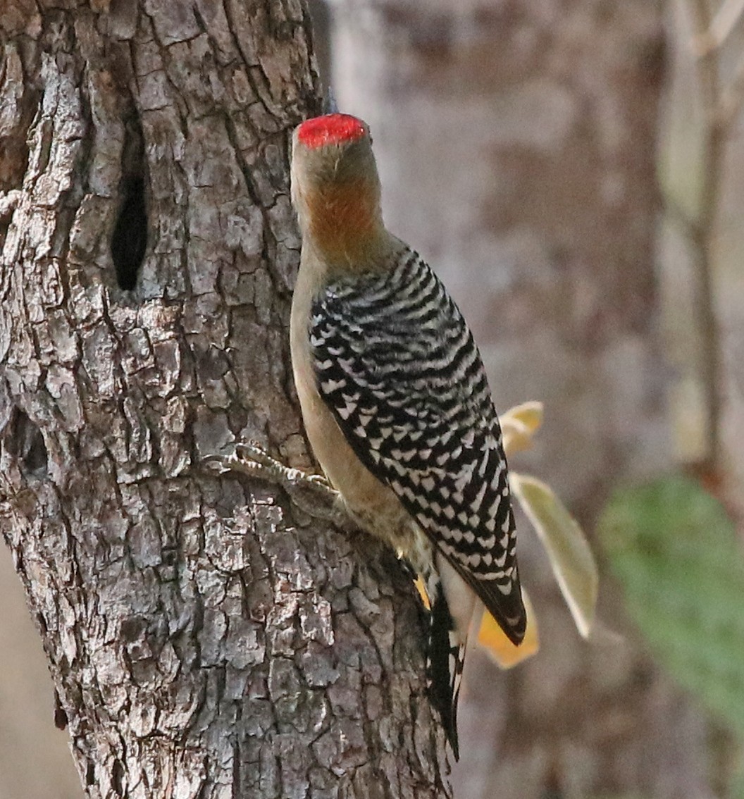 Red-crowned Woodpecker - ML144339731