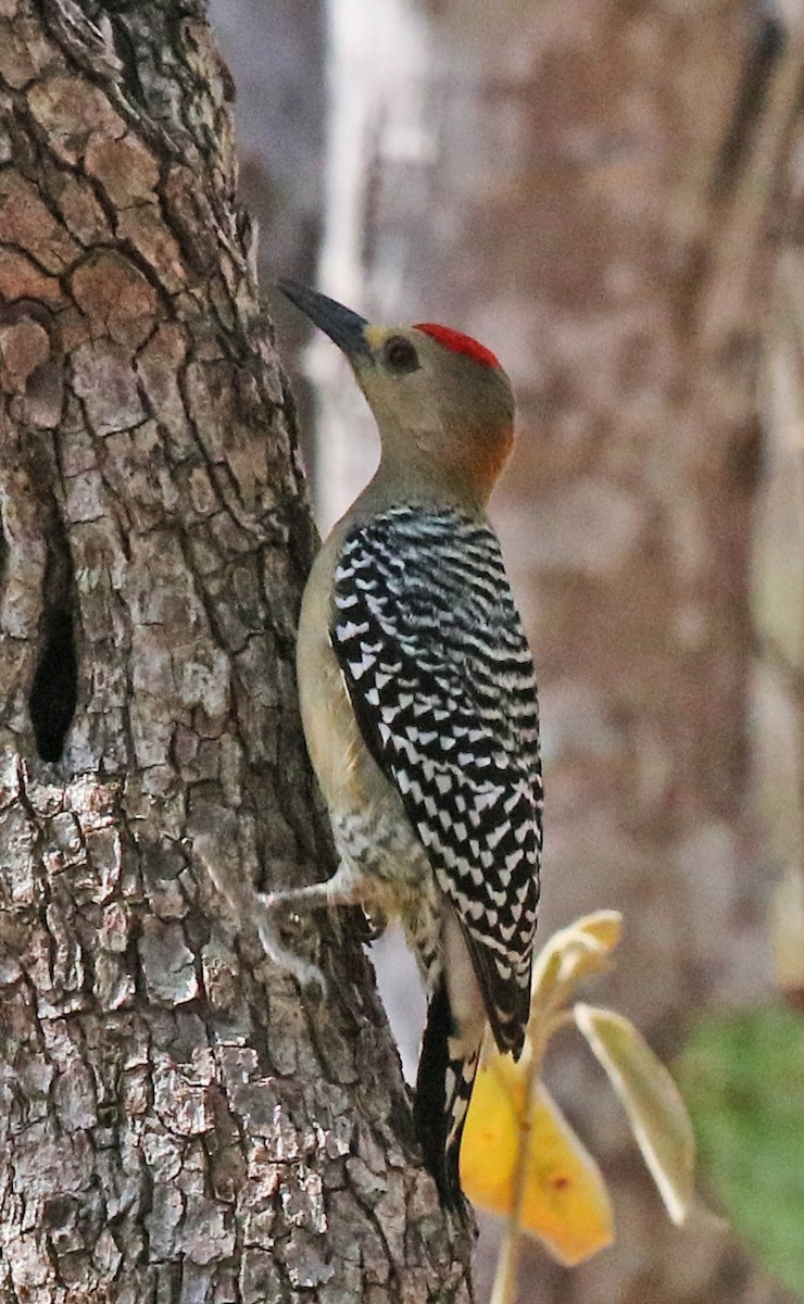 Red-crowned Woodpecker - ML144339741