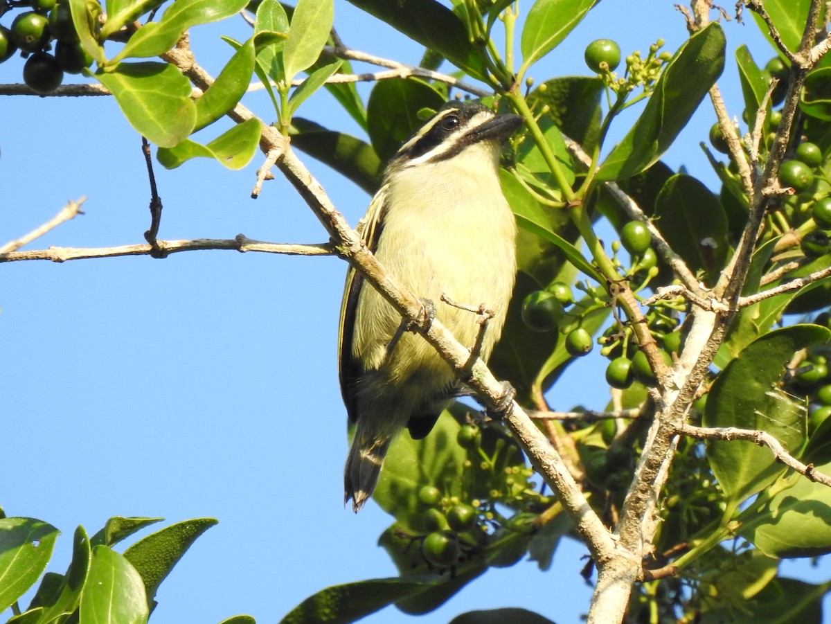 Yellow-rumped Tinkerbird (Yellow-rumped) - bob butler