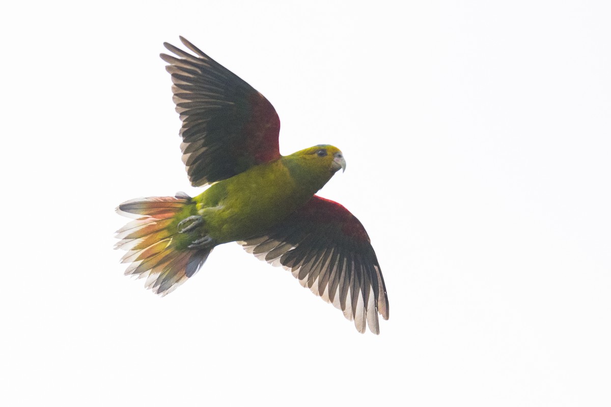 Indigo-winged Parrot - ML144345311
