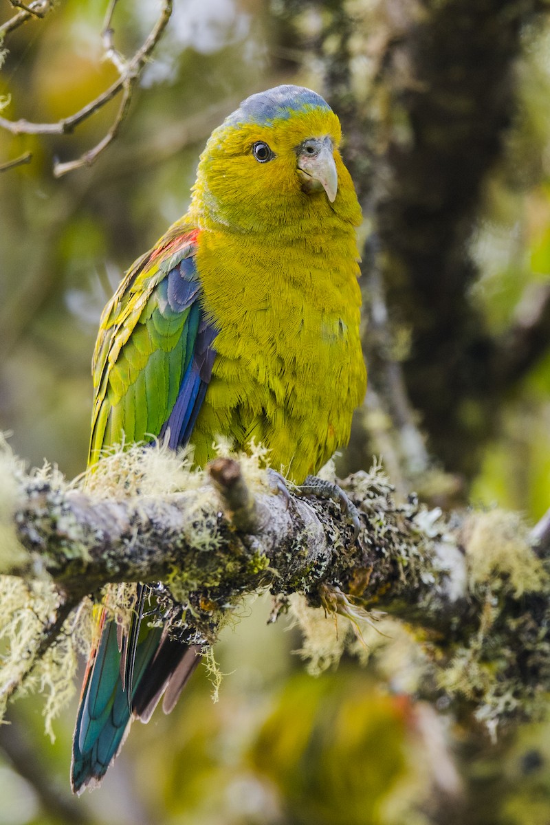 Indigo-winged Parrot - John Cahill xikanel.com