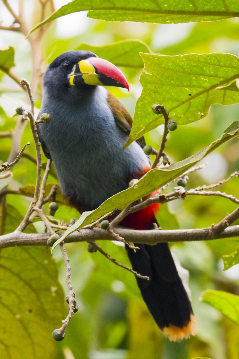 Gray-breasted Mountain-Toucan - ML144345961