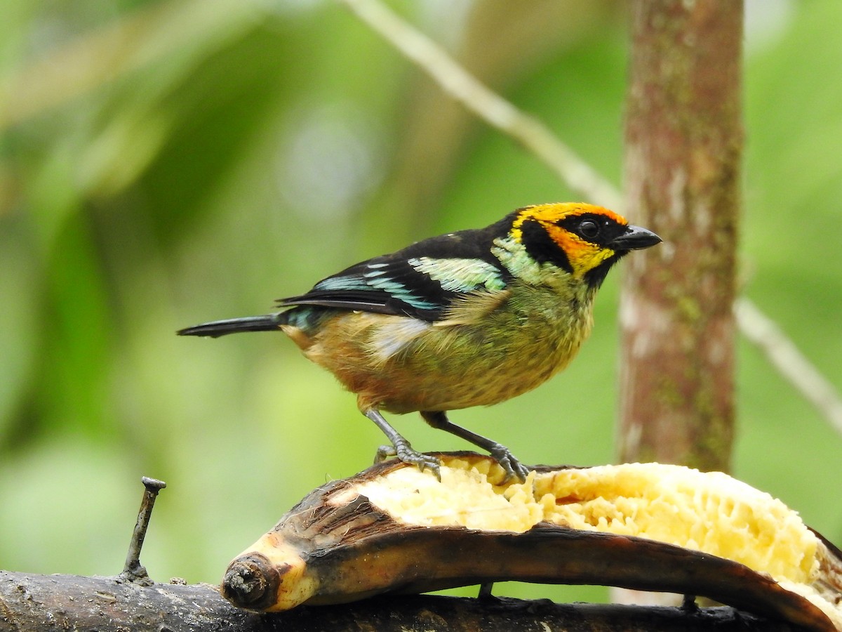 Flame-faced Tanager - ML144346021