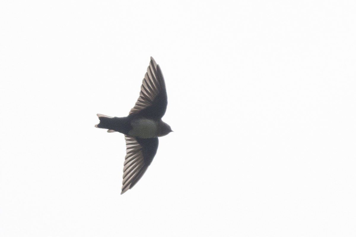 Pale-footed Swallow - ML144346061