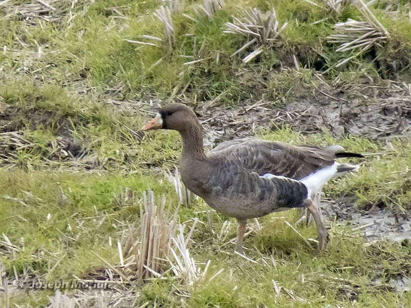 Greater White-fronted Goose - ML144346641