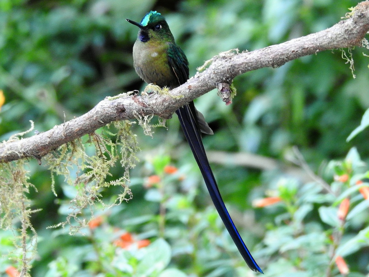 Violet-tailed Sylph - ML144347471