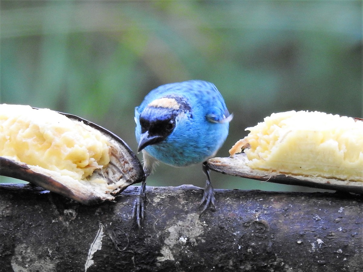 Golden-naped Tanager - ML144348041