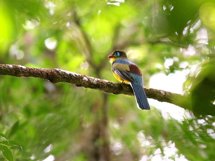 Sumatran Trogon - ML144348171