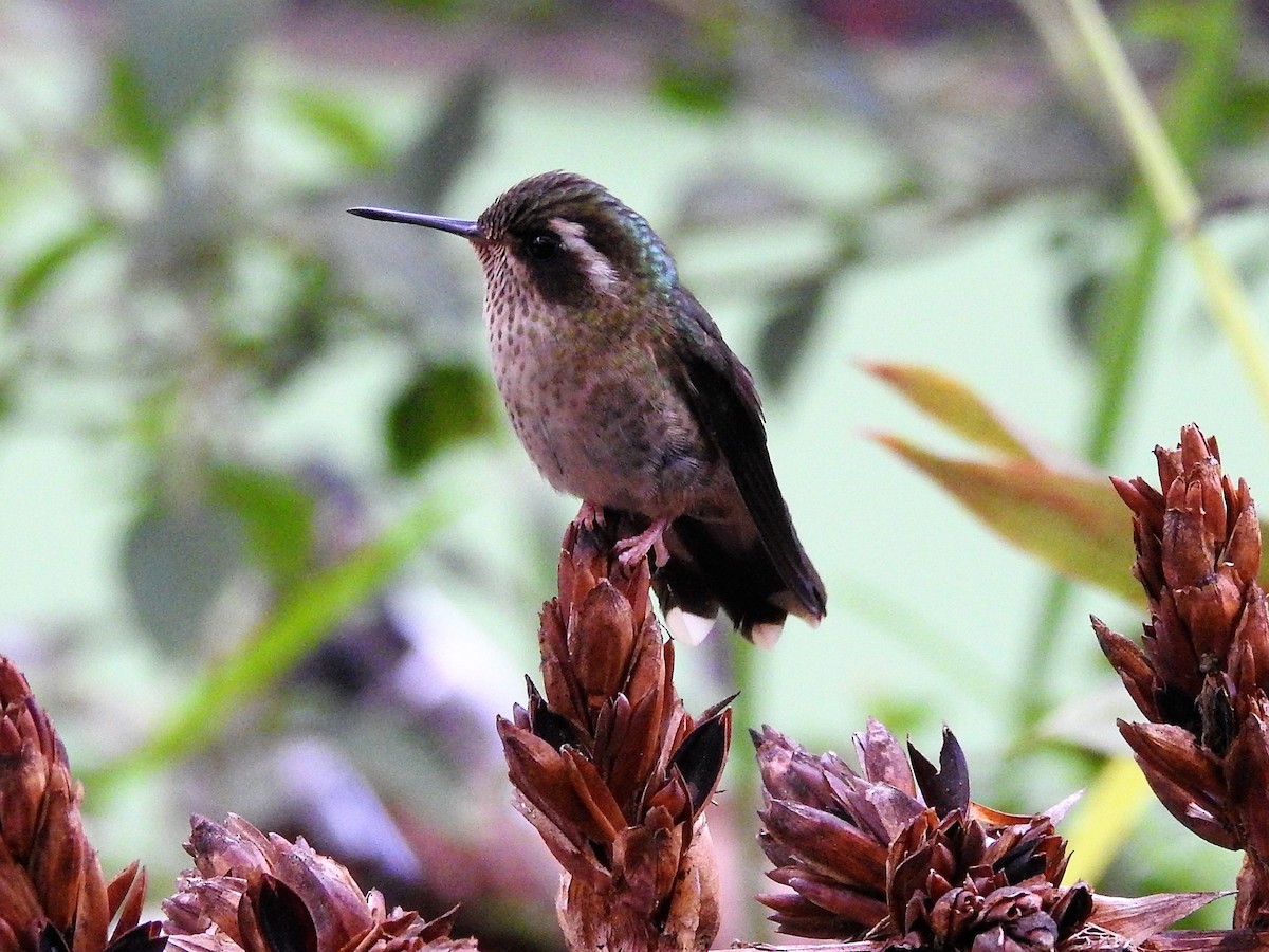 Speckled Hummingbird (maculata) - ML144349221
