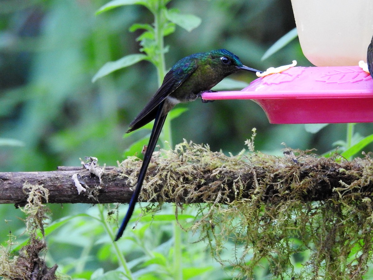 Violet-tailed Sylph - ML144349301