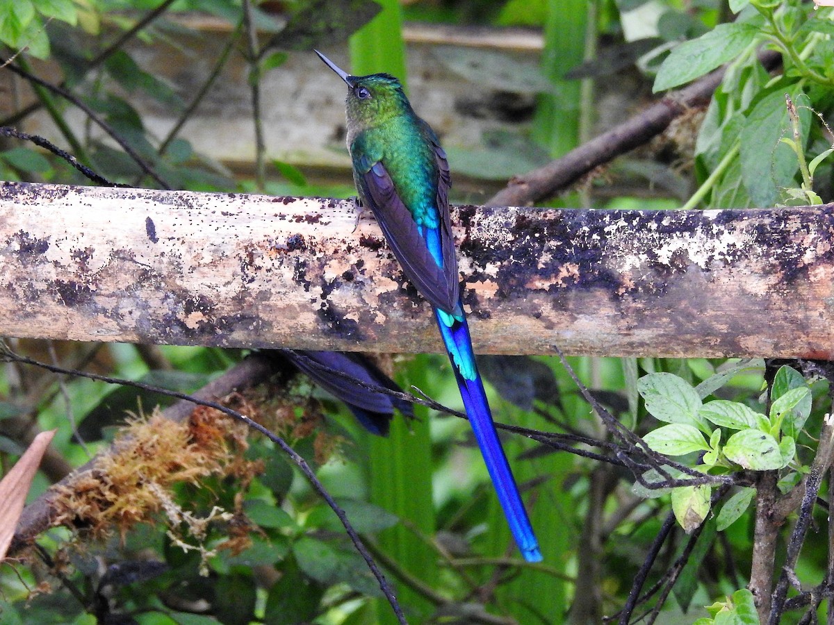 Violet-tailed Sylph - ML144349311