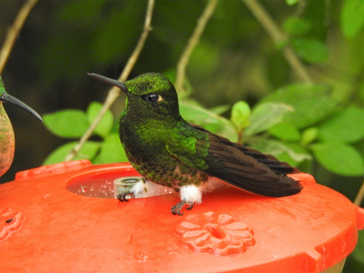 White-booted Racket-tail - ML144349481