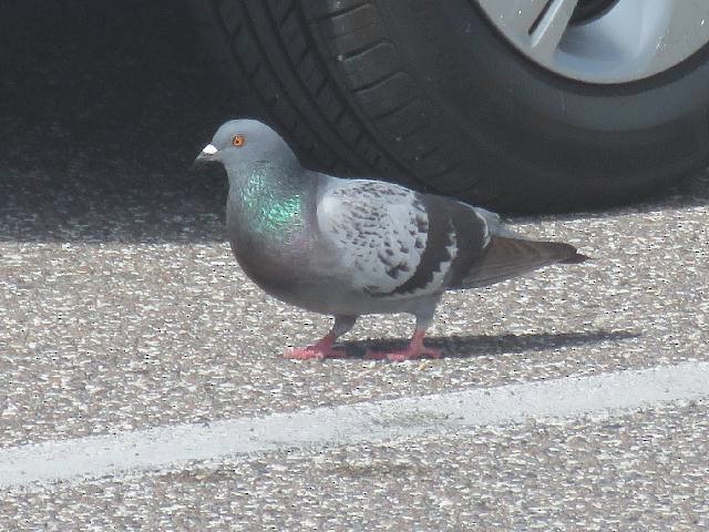 Rock Pigeon (Feral Pigeon) - ML144354011