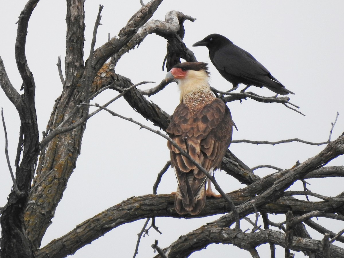 Crested Caracara (Northern) - Kevin Long