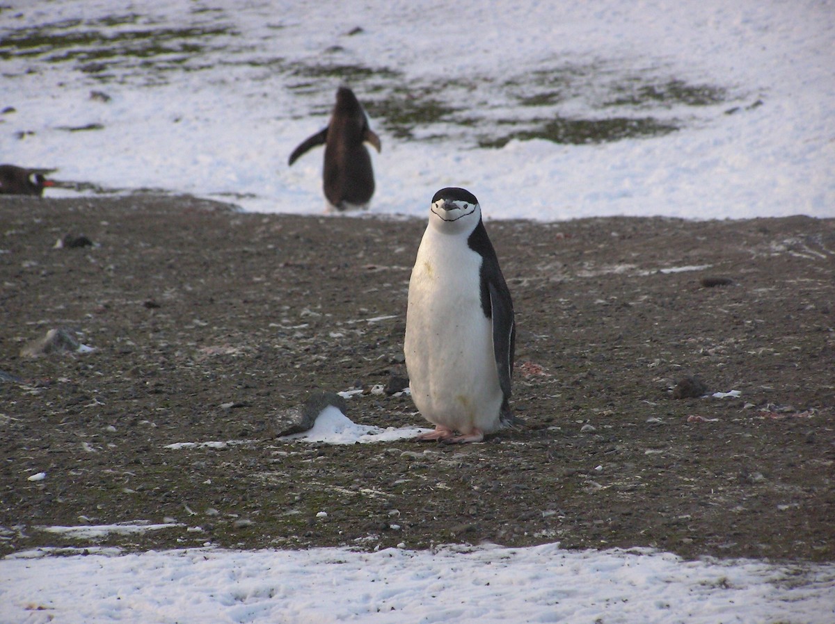 Chinstrap Penguin - John Drummond