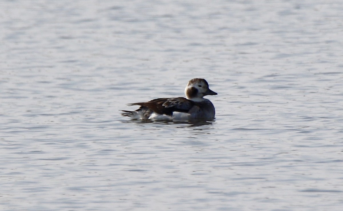 Long-tailed Duck - Jack Leow