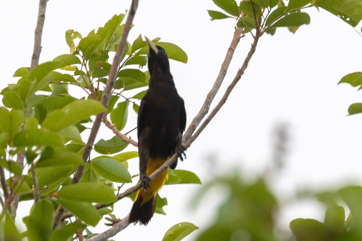 Yellow-rumped Cacique - ML144356771