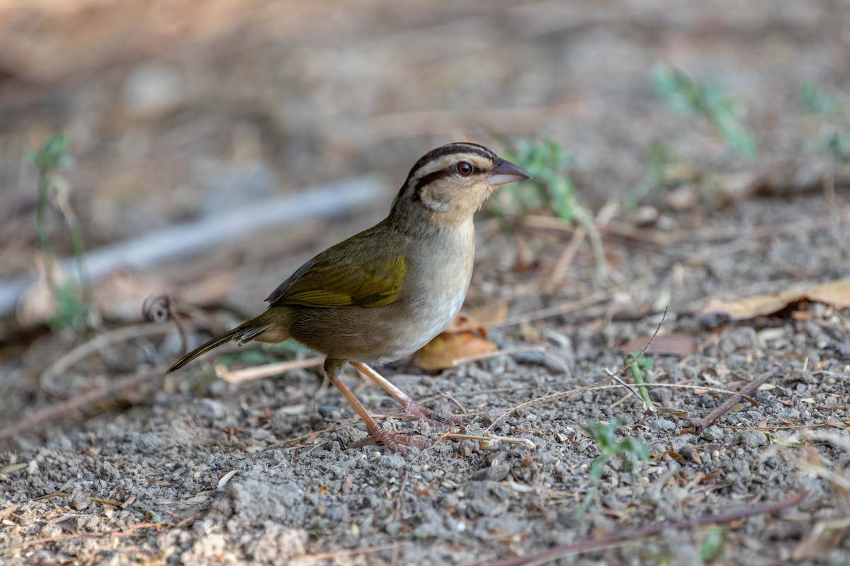 Olive Sparrow - kenneth reyes