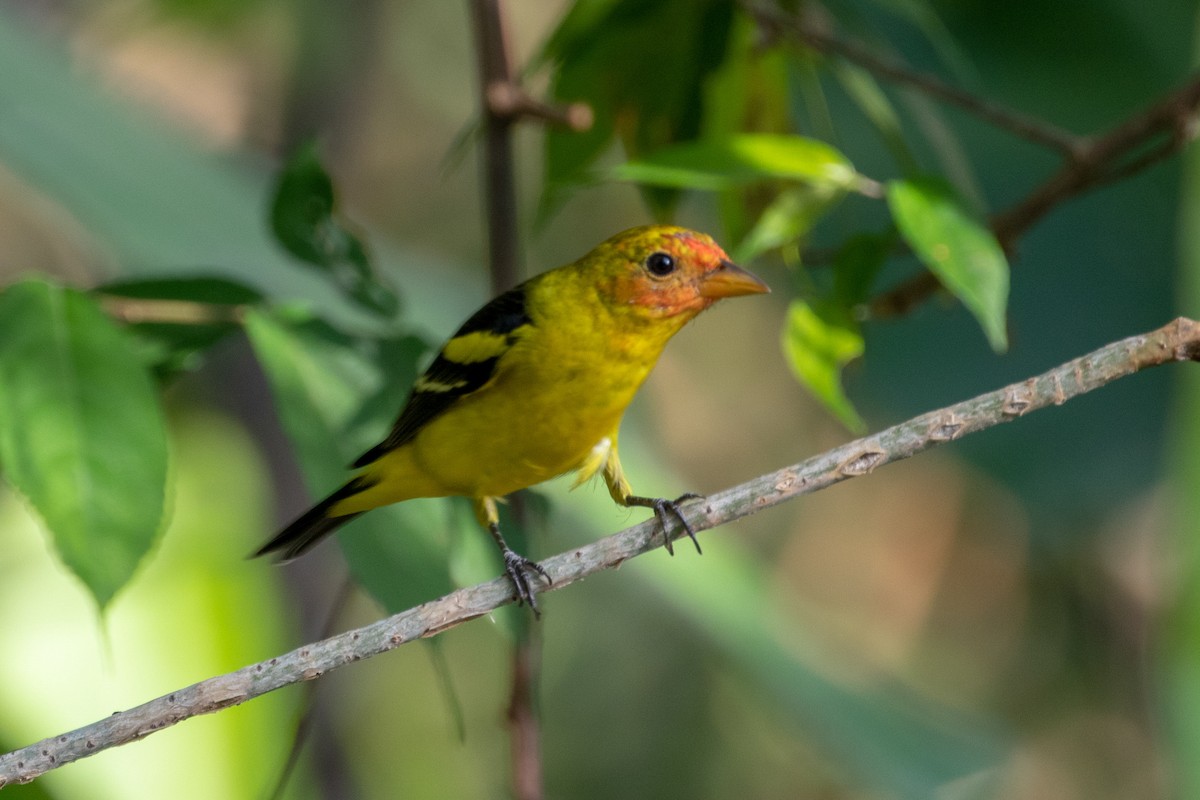 Western Tanager - kenneth reyes