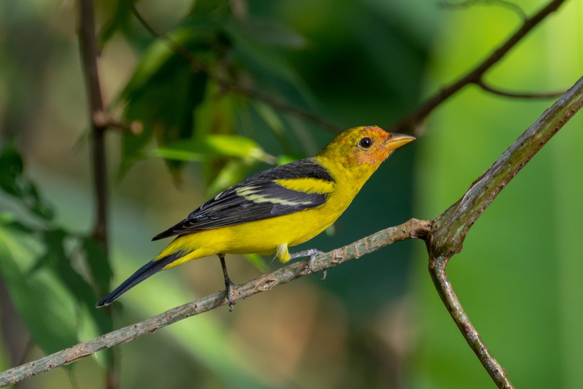 Western Tanager - ML144357641