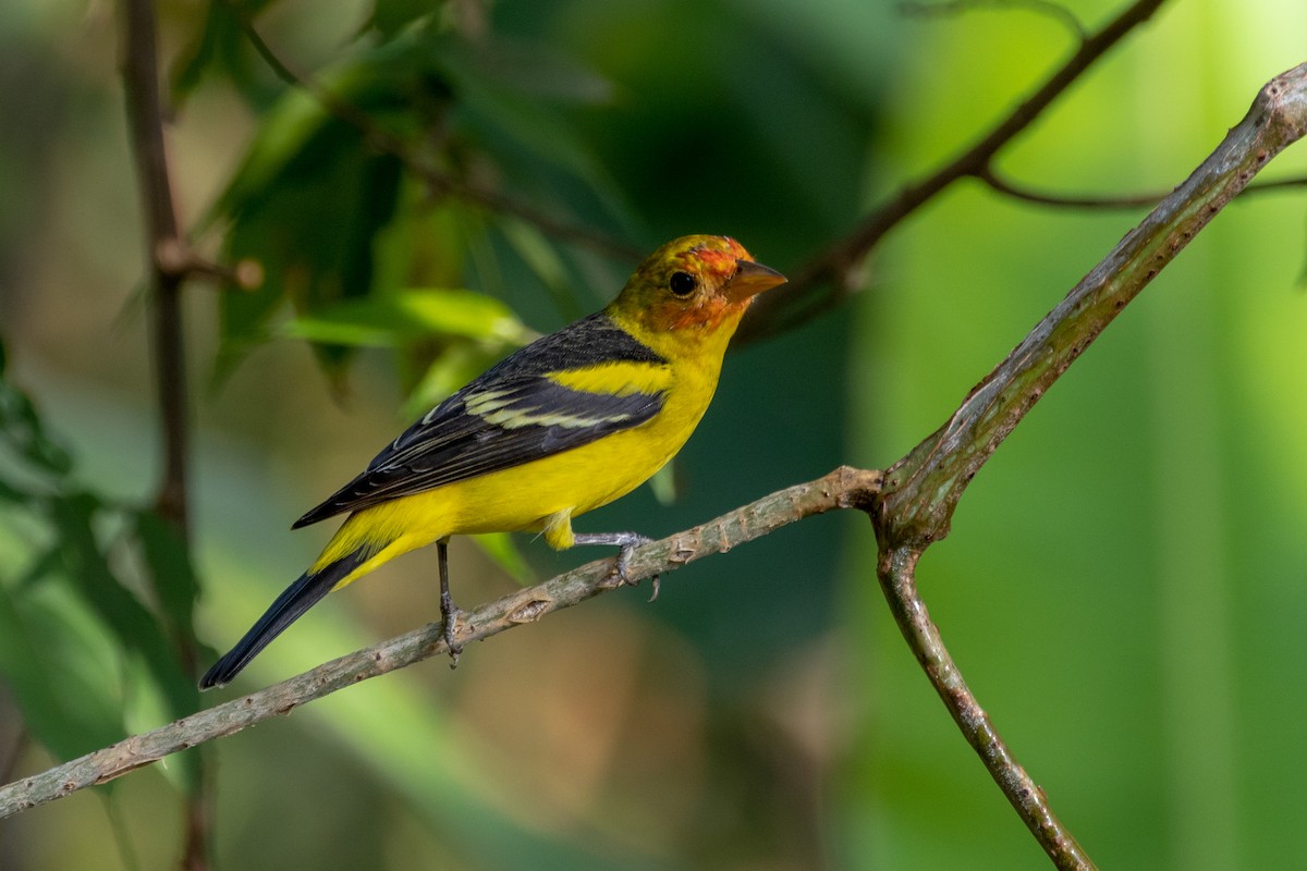 Western Tanager - ML144357651