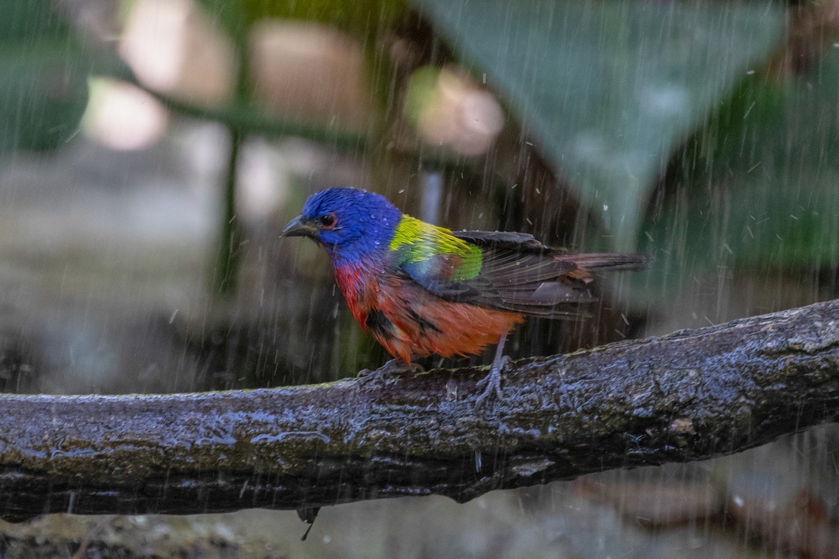 Painted Bunting - ML144360031